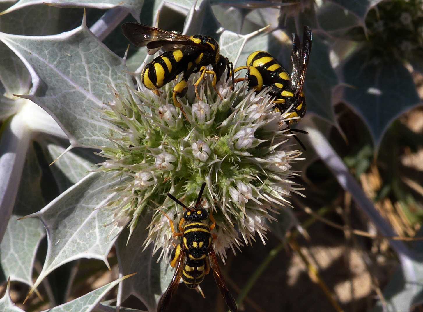 Leucospis gigas